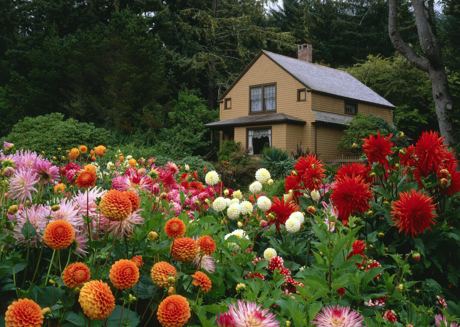 Jardim cores e flores(1)